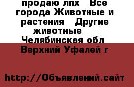 продаю лпх - Все города Животные и растения » Другие животные   . Челябинская обл.,Верхний Уфалей г.